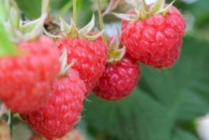 Hot sunny weather sweetens Finland’s strawberry crop Hot sunny weather sweetens Finland’s strawberry crop