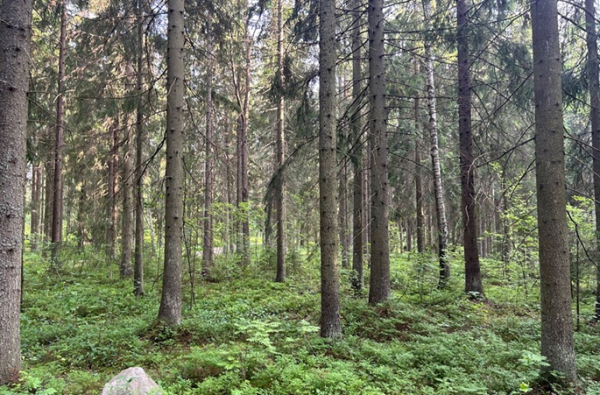 Finland rejects 11 property purchase pleas by foreign nationals Finland rejects 11 property purchase pleas by foreign nationals